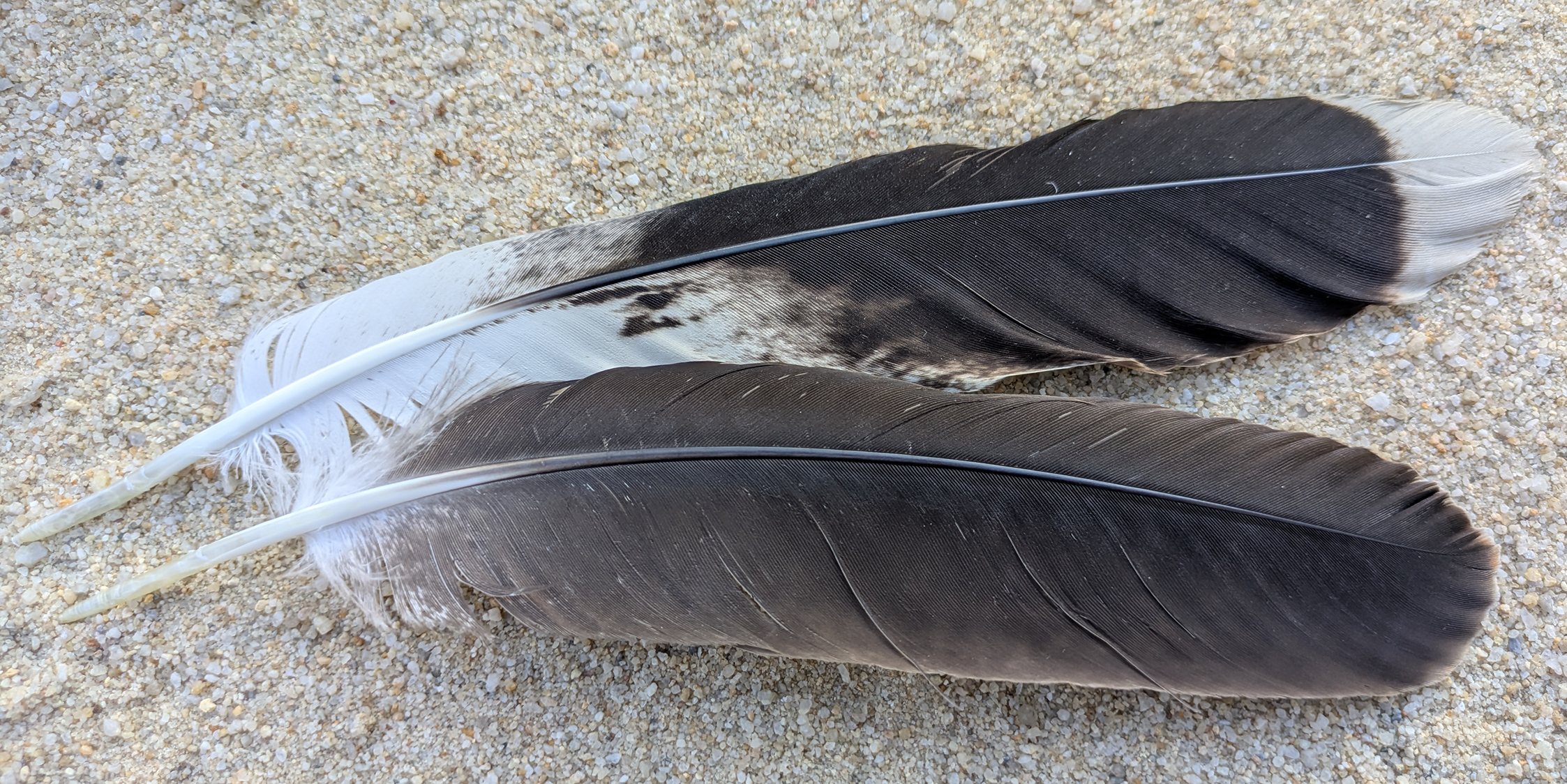 2 plumes 2 plumes